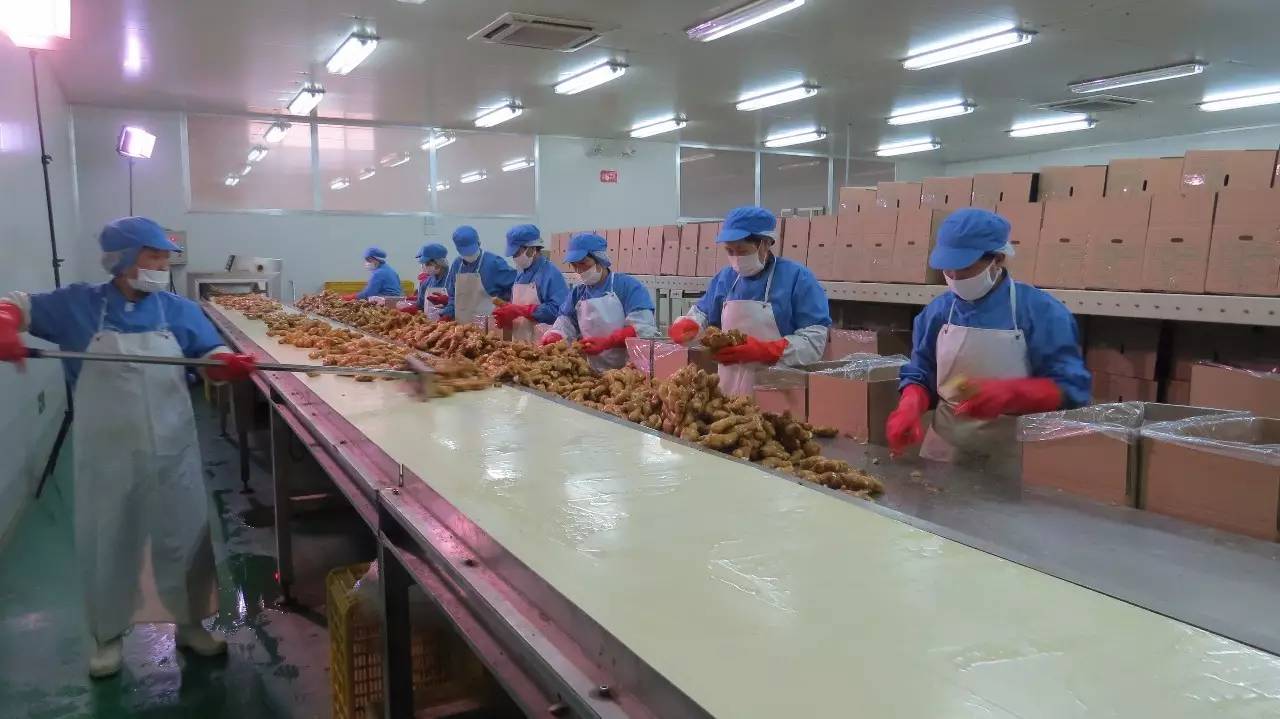 蔬菜加工何時告別
