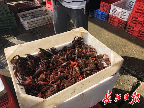白沙洲農(nóng)副產(chǎn)品大市場(chǎng)龍蝦批發(fā)日破百?lài)?，武漢“撮蝦子”熱度不減